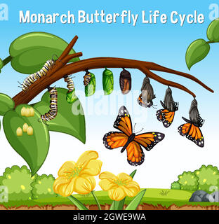 Scena con Monarch Butterfly Life Cycle Illustrazione Vettoriale