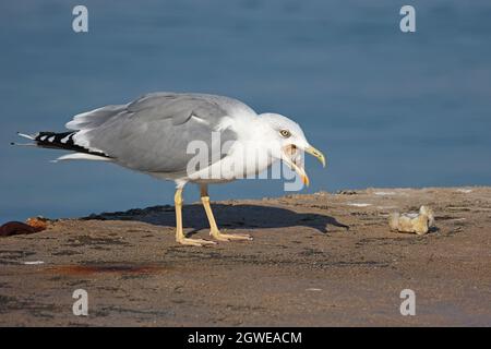 Gabbiano di mare che eviscerano un pezzo di carne sulla riva Foto Stock
