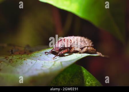 Coleotteri di rosa sul verde lasciare nella natura, animale primo piano su macro concetto Foto Stock