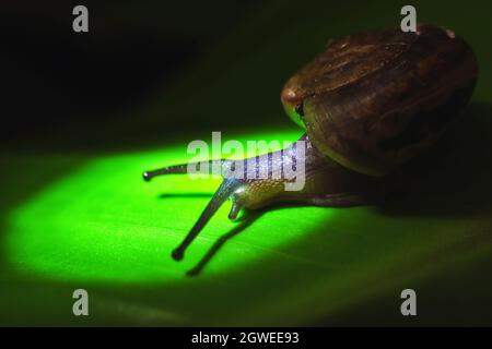 Lumaca sulla foglia verde nella natura, animale primo piano su macro concetto Foto Stock