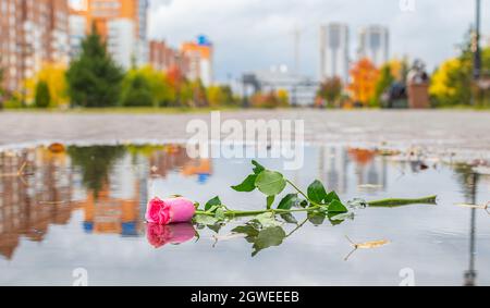 un triste, solitario scarlatto rosa fiore si trova in una pozzanghera su asfalto bagnato Foto Stock