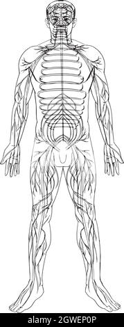 Sistema nervoso Illustrazione Vettoriale
