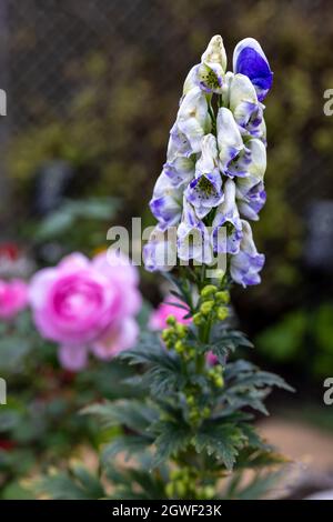 Bella viola e bianco Aconitum anche conosciuto come aconite, monkshood Foto Stock