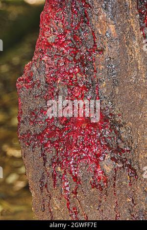 L'albero di Bloodwood, Pterocarpus angolensis o Kiaat o Mukwa è l'albero selvatico di Teak del Sudafrica. Foto Stock