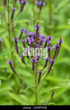 Verbena hastata Lanzen-Eisenkraut, (Vervain americano, vervain blu), pianta da fiore nella famiglia: Verbenaceae, gamma nativa: Nord America orientale Foto Stock