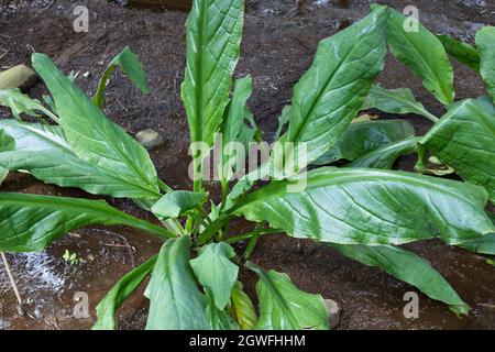 Lysichiton americanus, nomi comuni: cavolo occidentale della scarpetta, cavolo americano della scarpetta, pianta della palude nella famiglia: Araceae, regione: Pacific Northwest, w Foto Stock