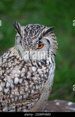 Indian Eagle Owl (Bubo bengalensis) o Bengala Eagle Owl, Rock Eagle Owl, famiglia: Strigidaenative, regione: Indian Subcontinent. Foto Stock