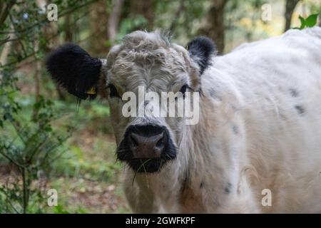 Vacca soffice con grandi orecchie primo piano vista basso che mostra orecchie occhi naso e testa carino bello guardare nel Regno Unito Foto Stock