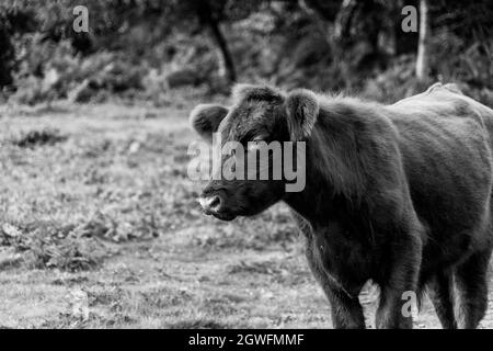 Vacca soffice con grandi orecchie primo piano vista basso che mostra orecchie occhi naso e testa carino buon aspetto in bianco e nero UK immagine monocromatica Foto Stock