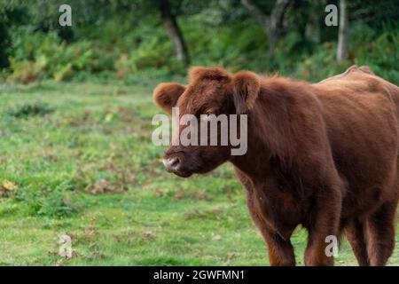 Vacca soffice con grandi orecchie primo piano vista basso che mostra orecchie occhi naso e testa carino bello guardare nel Regno Unito Foto Stock