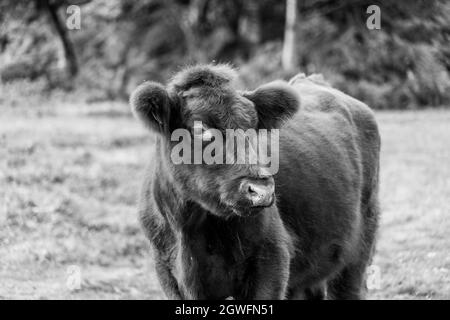 Vacca soffice con grandi orecchie primo piano vista basso che mostra orecchie occhi naso e testa carino buon aspetto in bianco e nero UK immagine monocromatica Foto Stock