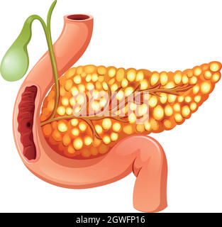 primo piano del pancreas Illustrazione Vettoriale