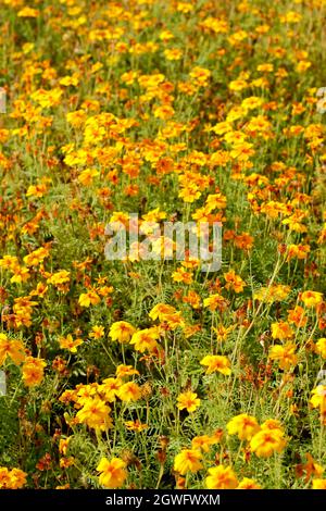 Marigold 'Golden Gem'. Florifera Tagetes tenuifolia 'Golden Gem' fiori marigold in un letto giardino nel mese di settembre. REGNO UNITO Foto Stock