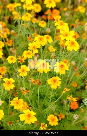 Marigold 'Golden Gem'. Florifera Tagetes tenuifolia 'Golden Gem' fiori marigold in un letto giardino nel mese di settembre. REGNO UNITO Foto Stock