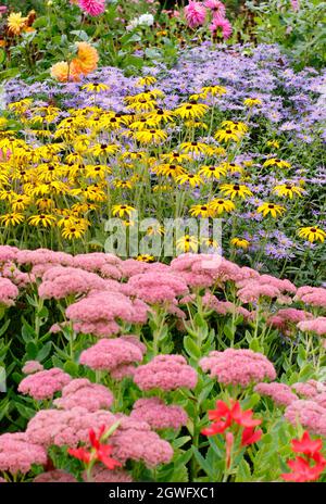 Giardino confine in autunno. Le derive di Sedum 'Autumn Joy', rudbeckia fulgida 'Goldsturm' e Aster frikartii 'Monch' punteggiano un suggestivo confine di settembre. Foto Stock