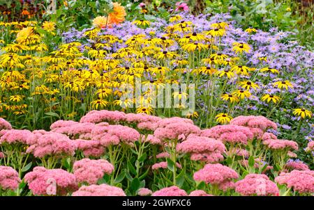 Giardino confine in autunno. Le derive di Sedum 'Autumn Joy', rudbeckia fulgida 'Goldsturm' e Aster frikartii 'Monch' punteggiano un suggestivo confine di settembre. Foto Stock