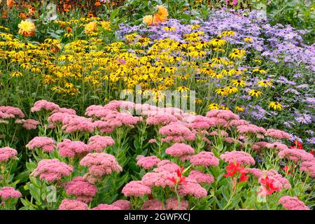 Giardino confine in autunno. Le derive di Sedum 'Autumn Joy', rudbeckia fulgida 'Goldsturm' e Aster frikartii 'Monch' punteggiano un suggestivo confine di settembre. Foto Stock