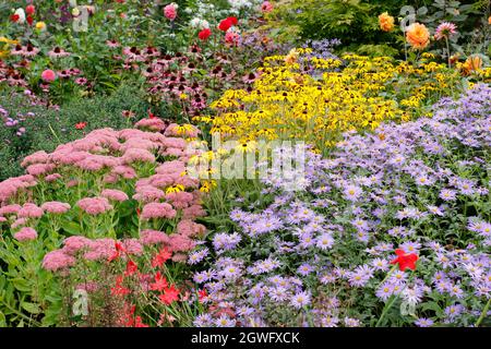 Confine giardino all'inizio dell'autunno. Sedum 'Autumn Joy', rudbeckia fulgida 'Goldsturm', aster frikartii 'Monch', echinacea e dahlia derive nel mese di settembre. Foto Stock