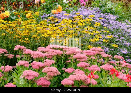 Giardino confine in autunno. Le derive di Sedum 'Autumn Joy', rudbeckia fulgida 'Goldsturm' e Aster frikartii 'Monch' punteggiano un suggestivo confine di settembre. Foto Stock