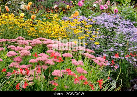 Giardino confine in autunno. Le derive di Sedum 'Autumn Joy', rudbeckia fulgida 'Goldsturm' e Aster frikartii 'Monch' punteggiano un suggestivo confine di settembre. Foto Stock