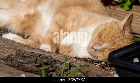 Grande zenzero e bianco spogliato Tabby maschio Tom Cat addormentato al sole che dorme Foto Stock