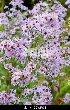 Tubinellus di Aster. Fiori di lilla pallido di Symphyotrichum turbinellum nel mese di settembre. REGNO UNITO Foto Stock