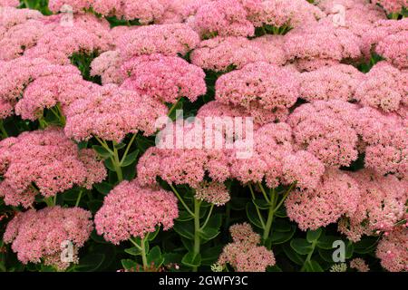 Sedum autunno gioia stonecrop (Herbstfreude) fioritura nel mese di settembre. REGNO UNITO Foto Stock