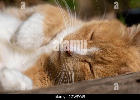 Grande zenzero e bianco spogliato Tabby maschio Tom Cat addormentato al sole che dorme Foto Stock