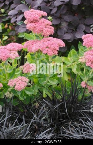 Erba mondo nera, sedum e macchia di fumo. Ophiopogon planiscapus Nigrescens, Sedum Autumn Joy e Cotinus coggygria Royal Purple confine con un percorso giardino. Foto Stock