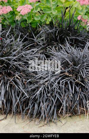 Erba nera del mondo e sedum. Ophiopogon planiscapus Nigrescens e Sedum Autunno gioia confine un giardino percorso nel mese di settembre. REGNO UNITO Foto Stock