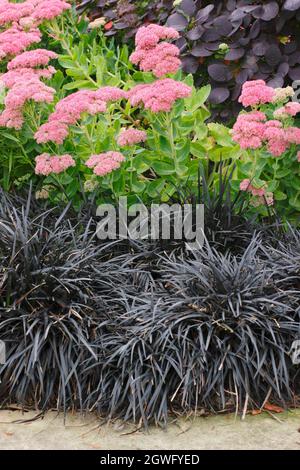 Erba mondo nera, sedum e macchia di fumo. Ophiopogon planiscapus Nigrescens, Sedum Autumn Joy e Cotinus coggygria Royal Purple confine con un percorso giardino. Foto Stock