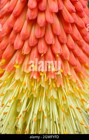 Rosso fiore caldo poker dettaglio. Kniphofia "re Tawny". REGNO UNITO Foto Stock