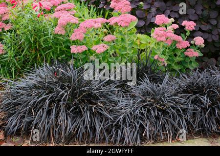 Erba mondo nera, sedum e macchia di fumo. Ophiopogon planiscapus Nigrescens, Sedum Autumn Joy e Cotinus coggygria Royal Purple confine con un percorso giardino. Foto Stock