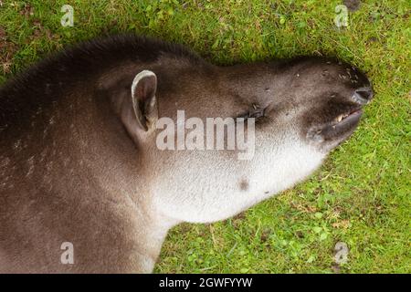 Primo piano della testa di Lowland Tapir che si trova addormentato su erba con mosche Foto Stock