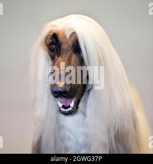 Afghan hound Foto Stock