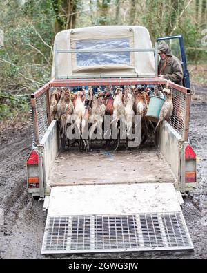 Carrello del gioco su un sparo del fagiano Foto Stock