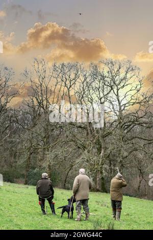 Sparare fagiani in una tenuta di campagna nel Regno Unito Foto Stock