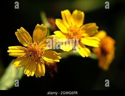 Primo piano di un fiore giallo in colore vibrante della coreopsis lanceolata, occhio della ragazza- Foto Stock