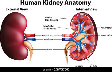 Diagramma che mostra l'anatomia del rene umano Illustrazione Vettoriale