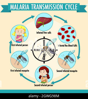 Infografica informativa sul ciclo di trasmissione della malaria Illustrazione Vettoriale