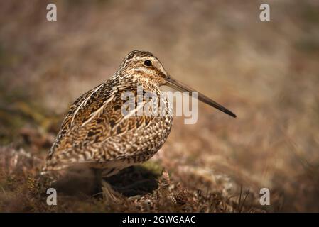 Close up di un sud americana beccaccino, Isole Falkland. Foto Stock