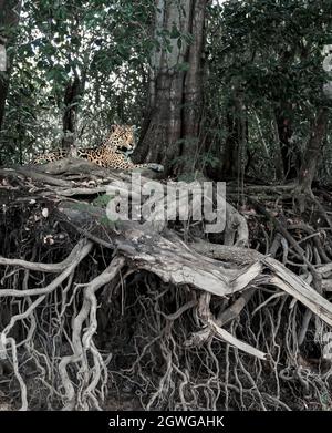 Primo piano di una Jaguar adagiata su imponenti radici di alberi su una riva del fiume, Pantanal, Brasile. Foto Stock