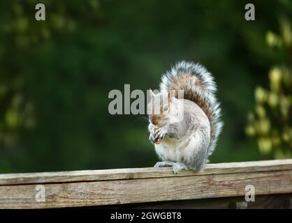 Close up di un simpatico scoiattolo grigio di mangiare i dadi su una staccionata in legno, autunno nel Regno Unito. Foto Stock