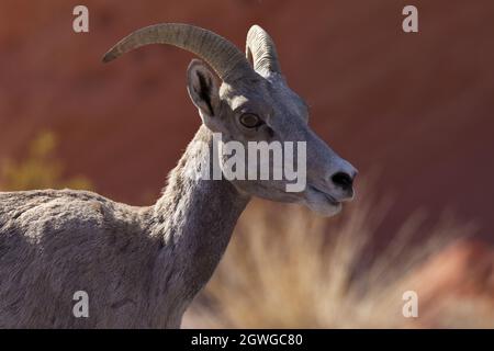 Sfondo di arenaria rossa nel deserto di Mohave aggiunge colore al ritratto da vicino di pecore Bighorn al Valley of Fire state Park in Nevada Foto Stock