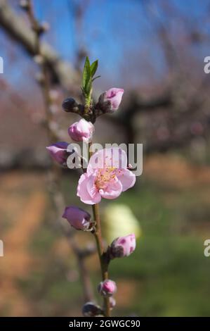 Un'estremità di un ramo con fiori rosa di un albero di pesca a fine inverno, sullo sfondo fuori fuoco si può vedere il resto del campo di raccolto Foto Stock