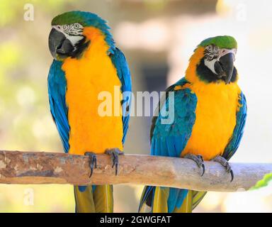 Pappagalli di macaws blu e giallo seduti su un ramo della Riviera Maya Jungle, Messico Foto Stock