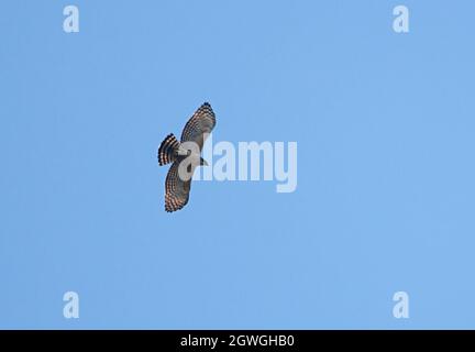 Montagna Hawk-aquila (Nisaetus nipalensis nipalensis) adulto in volo Eaglenest, Arunachal Pradesh, India Gennaio Foto Stock