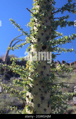 Fouquieria columnaris o Boojum albero o cirio è comune in Messico, nello stato di Baja California. Foto Stock