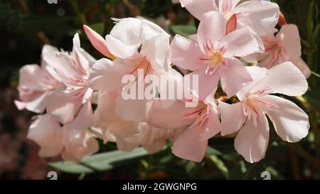 Oleandro di Nerium rosa pallido che cresce in Corsica Foto Stock