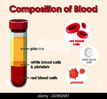 Diagramma che mostra la composizione del sangue Illustrazione Vettoriale